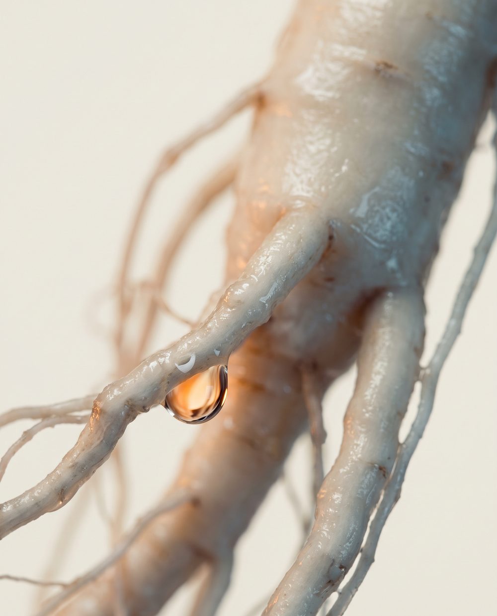 Panax Ginseng, macro photograph