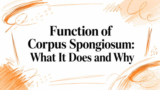 Function of Corpus Spongiosum: What It Does and Why
