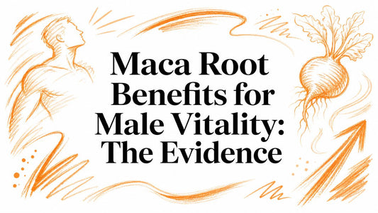 Maca Root Benefits for Male Vitality: The Evidence